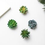 1751665909 cocome funny 3d resin succulent fridge refrigerator magnets set of 4.jpg