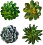 Cocome funny 3d resin succulent fridge refrigerator magnets set of 4.jpg