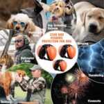 1756833674 dog ear muffs for noise protection noise cancelling headphones 25db.jpg