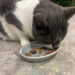 1756872588 spot best friends oval cat food dish ceramic plate with low edges s.jpg