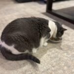 1756872591 spot best friends oval cat food dish ceramic plate with low edges s.jpg