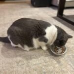 1756872592 spot best friends oval cat food dish ceramic plate with low edges s.jpg