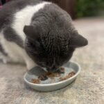 1756872594 spot best friends oval cat food dish ceramic plate with low edges s.jpg