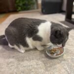 1756872595 spot best friends oval cat food dish ceramic plate with low edges s.jpg